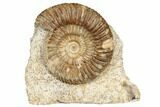 Jurassic Ammonite (Parkinsonia) - France #191711-2